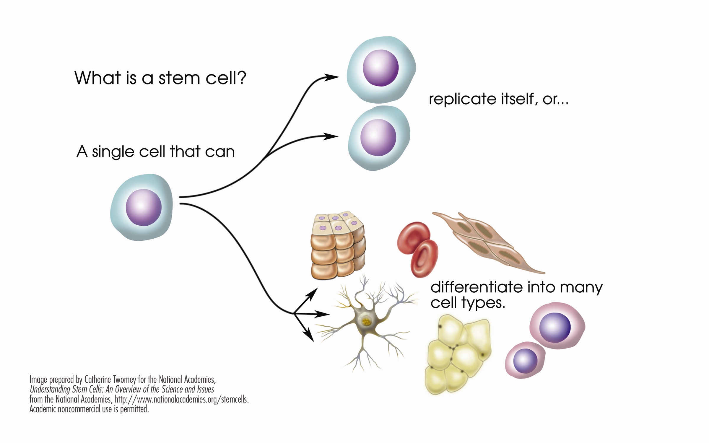 Stem Cells In Multiple Sclerosis | National MS Society