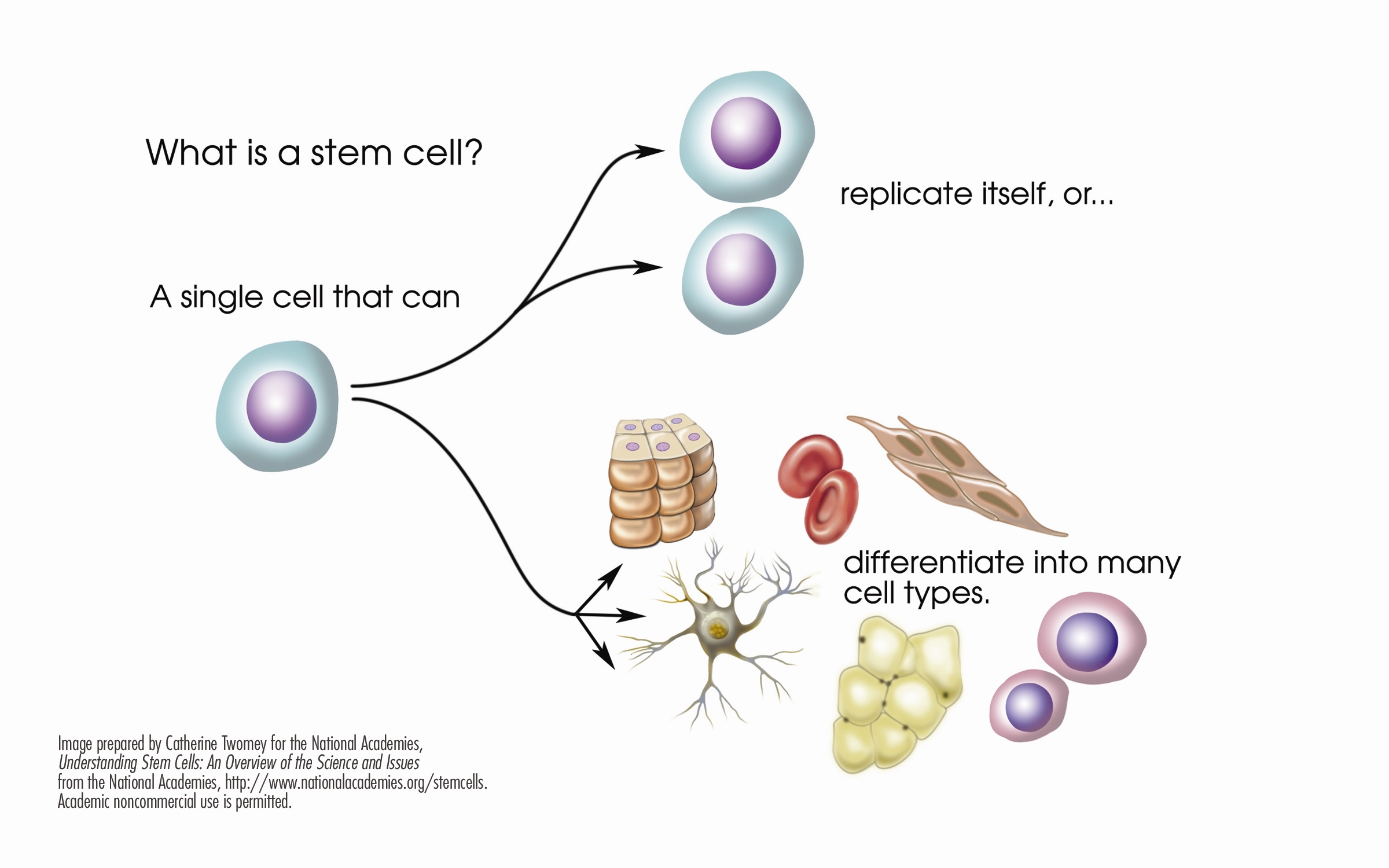 Stem cell diagram - a stem cell is a single cell that can replicate itself or differentiate into many cell types